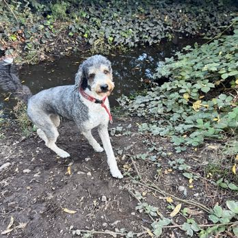 Shurtleff Dog Park photo 1
